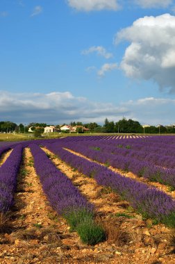 Provence kırsal manzara, Fransa