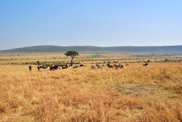 Masai mara, Kenii, Afryka — Zdjęcie stockowe