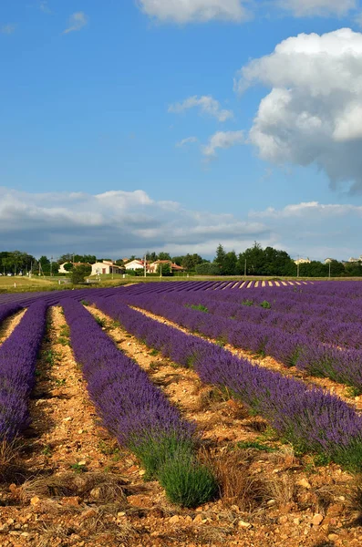 Peisaj rural Provence, Franța — Fotografie, imagine de stoc
