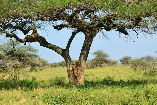 Acacia boom en lionesses, Tanzania, Afrika — Stockfoto