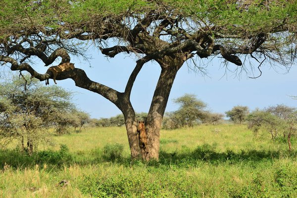 Two lionesses on the acacia tree in the savannah of the Serengiti national park, Tanzania, Africa