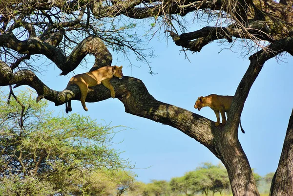 Árvore de acácia e leoas, Tanzânia, África — Fotografia de Stock