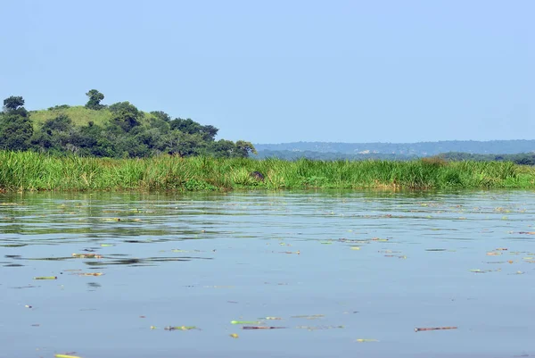 维多利亚尼罗河, 乌干达, 非洲 — 图库照片
