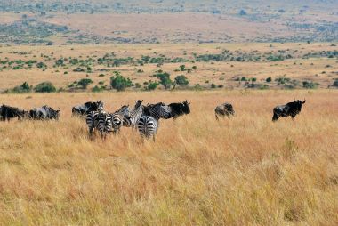 Zebralar ve antilop Kenya'daki Masai Mara