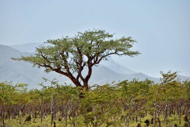 Boswellia, frankincense tree, Socotra island, Yemen clipart