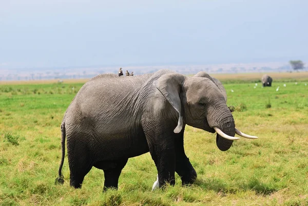 Ελέφαντας σε πράσινο βάλτο. Αμποσέλι, Κένυα — Φωτογραφία Αρχείου