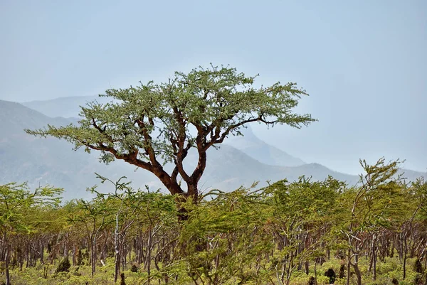 Boswellia, kadzidło, drzewo, Socotra island, Jemen — Zdjęcie stockowe