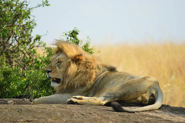 De Leeuw op een rots, Kenia — Stockfoto