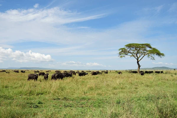 Buffalos в Серенгеті, Танзанія, Африка — стокове фото