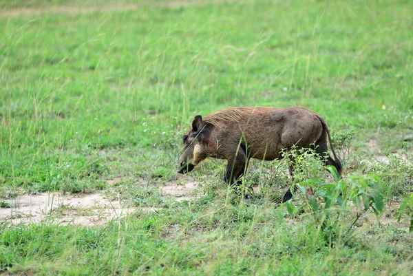 Warzenschweine, Ugandas, Afrikas — Stockfoto