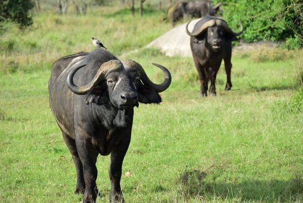 Afrikaanse buffels, tanzania, afrika — Stockfoto