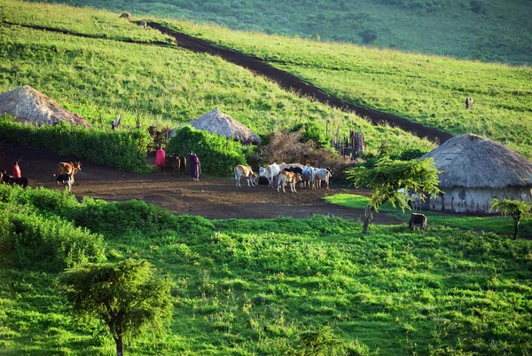 坦桑尼亚 massai 村非洲 — 图库照片