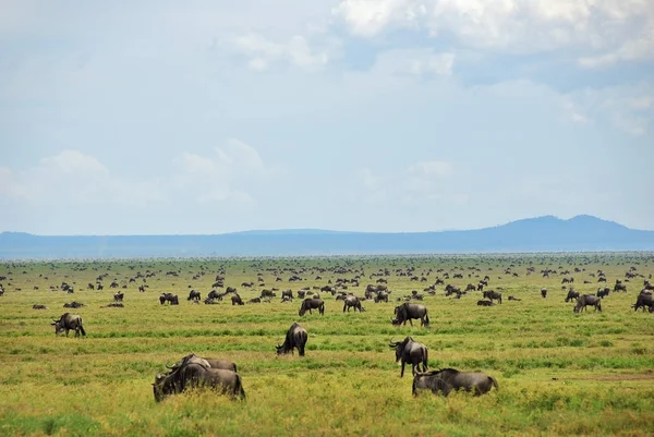 Wildebeest, vida selvagem africana. África, Tanzânia — Fotografia de Stock