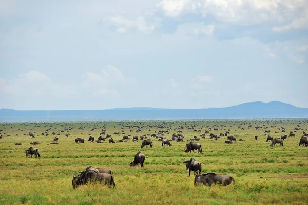 Manda, Afrika yaban hayatı. Afrika, Tanzanya — Stok fotoğraf