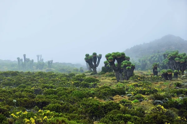 乞力马扎罗山风光, 坦桑尼亚, 非洲 — 图库照片