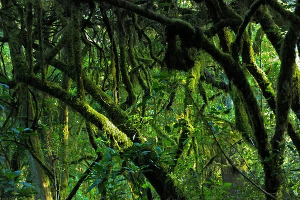 Mt. Kilimanjaro floresta tropical, Tanzânia — Fotografia de Stock