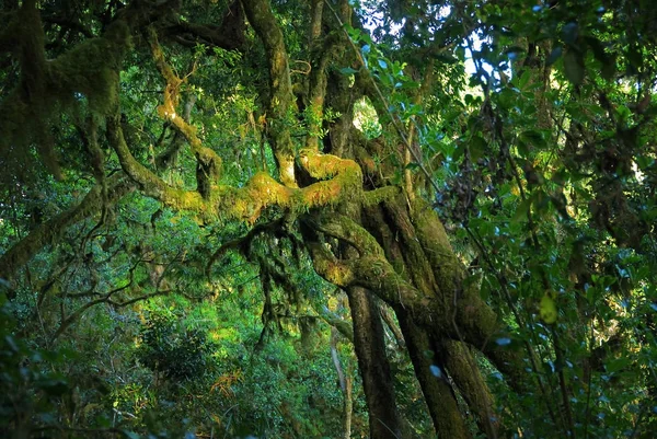 タンザニア、キリマンジャロ熱帯雨林 — ストック写真