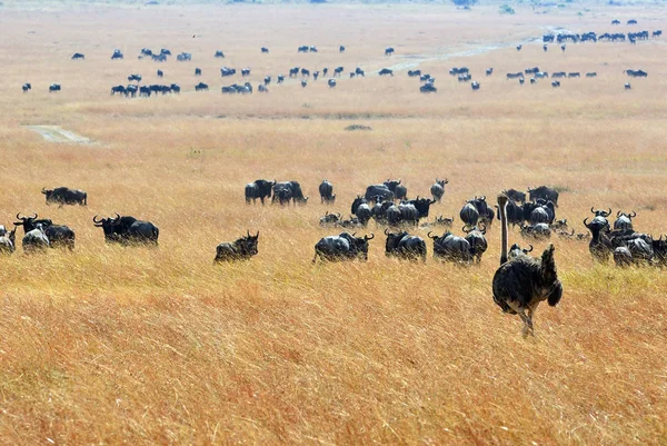 Kenya, Masai Mara — Stok fotoğraf