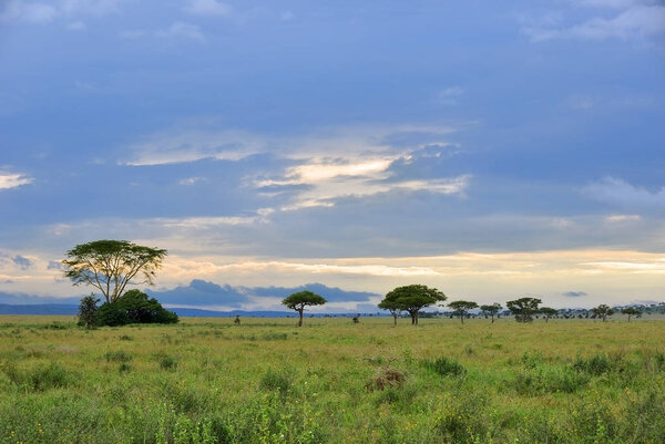 Beautiful landscape with acacia trees in savannah of the Serengeti national park shown at dawn, Tanzania, Africa