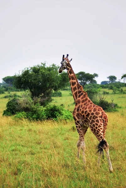 A girafa na savana. Uganda, África — Fotografia de Stock