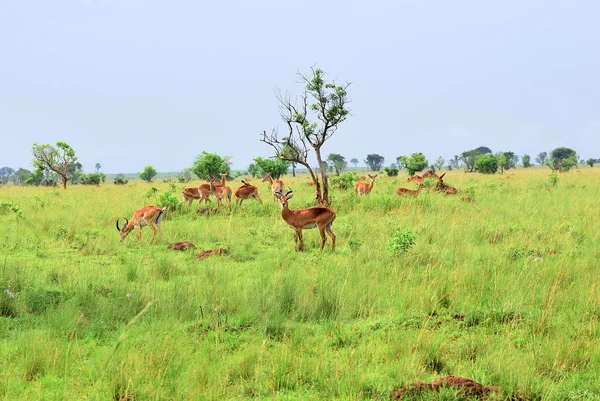 Antelopes reedbuck, Uganda, África — Fotografia de Stock