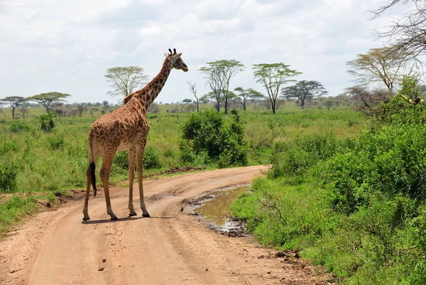 Jirafa en Serengeti, Tanzania — Foto de Stock