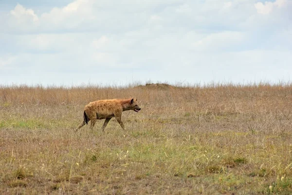 Hyena skvrnitá, Afrika — Stock fotografie