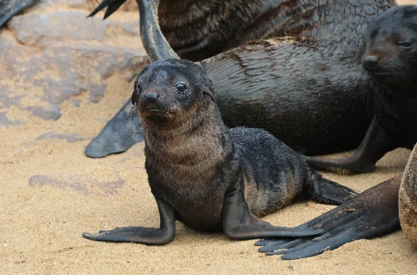 Baby cape fur seal, Namibia — Stock Photo, Image