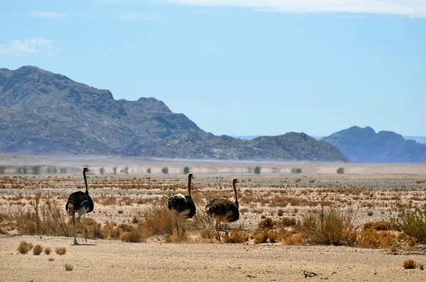 Avestruzes, Namíbia, África — Fotografia de Stock
