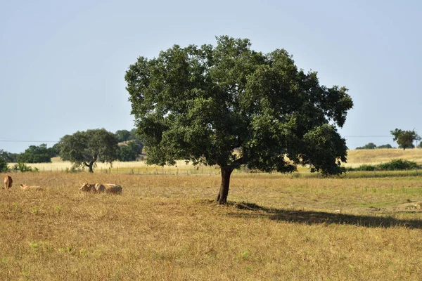 Rural landscape, Portugal — Stock Photo, Image