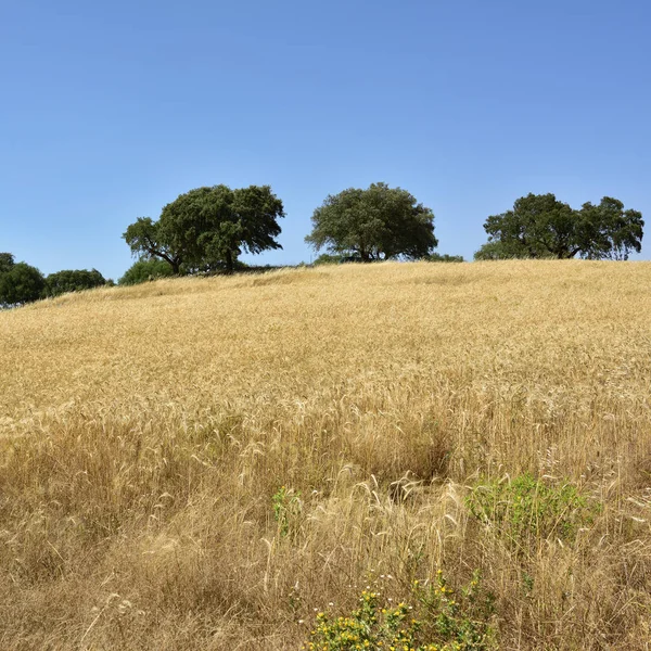 Paesaggio rurale, Portogallo — Foto Stock