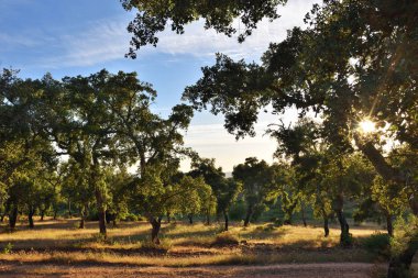 Cork meşe ağaçları, Portekiz