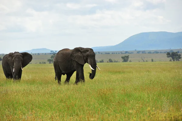 Elefantes africanos, Serengeti, Tanzania — Foto de Stock