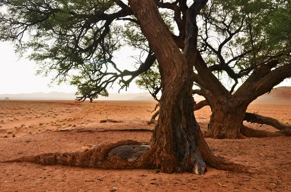 Deserto do Namib, Namíbia, África — Fotografia de Stock