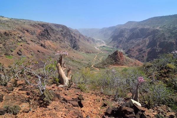 Socotra island scenérie, Jemen — Stock fotografie