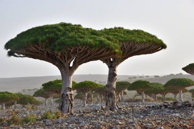 Sokotra Adası Yemen endemik Ejder ağacı