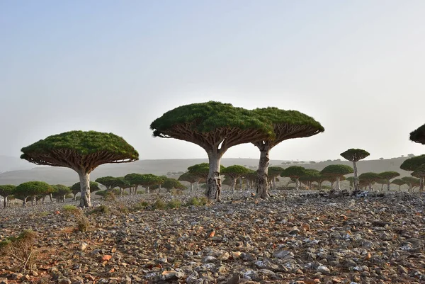 Endemisch Dragon tree van Socotra eiland op Jemen — Stockfoto