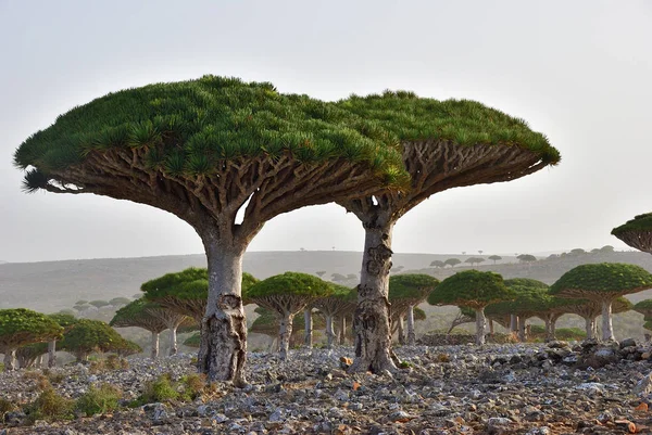 Endemiska drake träd ön Socotra om Jemen — Stockfoto