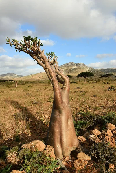 Árbol de botella con flores en la isla de Socotra, Yemen — Foto de Stock