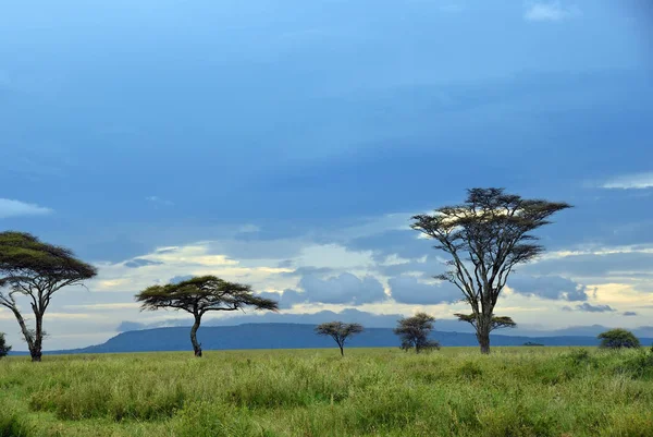 Serengeti národní park krajina, Tanzanie, Afrika — Stock fotografie