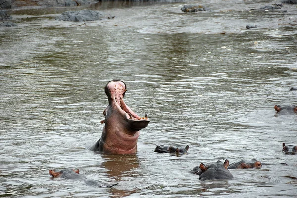 Hippo school v Seronera řeka, Tanzanie, Afrika — Stock fotografie