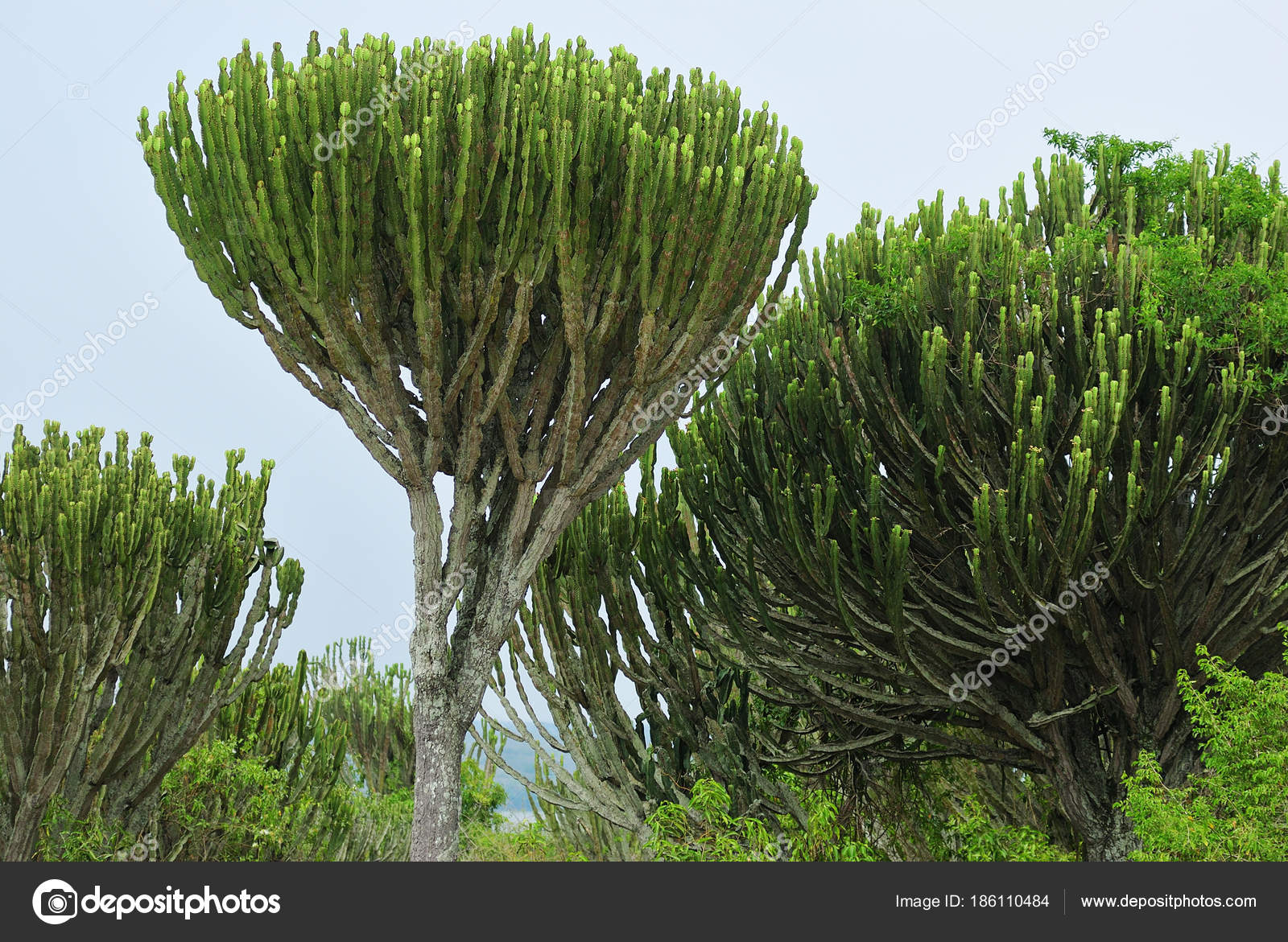 ᐈ Euphorbia Stock Images Royalty Free Euphorbia Photos