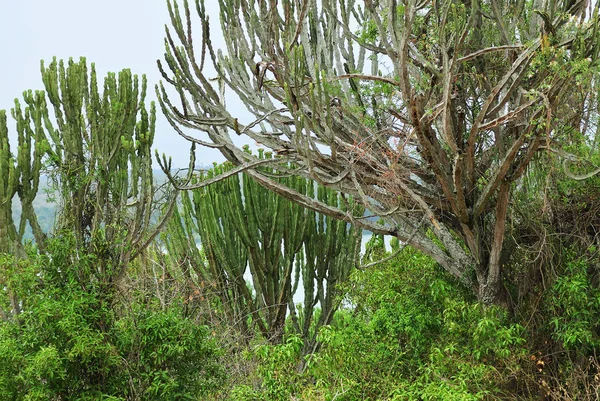 Fa gyertyatartó vagy Euphorbia, Uganda, Afrika — Stock Fotó