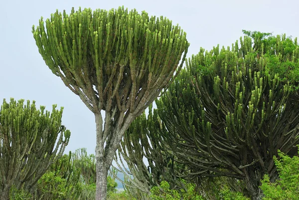 Fa gyertyatartó vagy Euphorbia, Uganda, Afrika — Stock Fotó