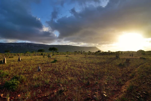 Socotra island, Yemen — Stock Photo, Image