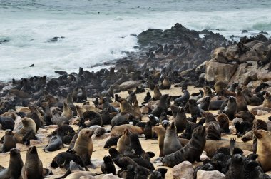 Cape kürk fokları, Namibya