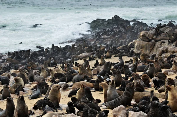 Cape kürk fokları, Namibya