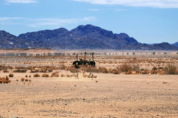 Ostrichs, Namibie, Afrika — Stock fotografie