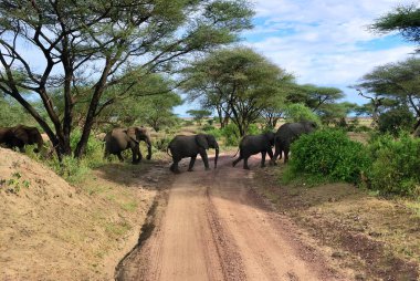 African elephants in Lake Manyara National Park Tanzania clipart