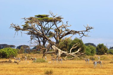 Kenya, hayvan yaban hayatı
